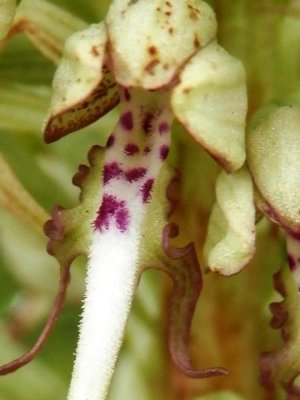 Himantoglossum hircinum