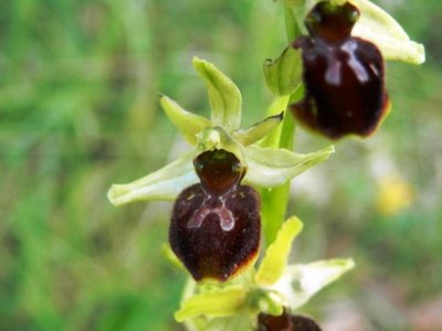 Ophrys aranifera
