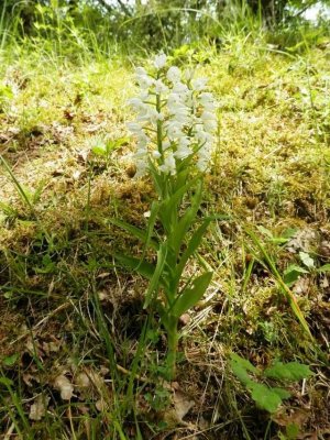 Cephalanthera longifolia