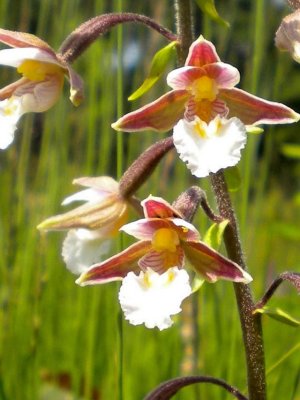 Epipactis palustris