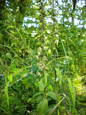 Breedbladige wespenorchis