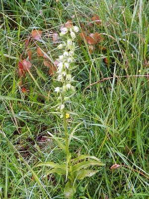 Mueller's helleborine, Epipactis de Muller, Geelgroene wespenorchis