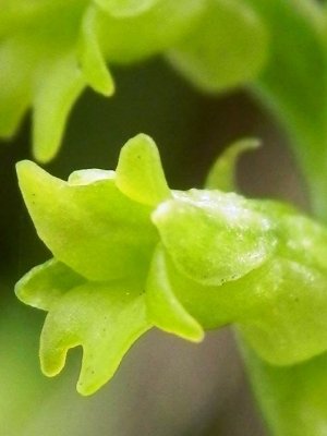 Gennaria diphylla