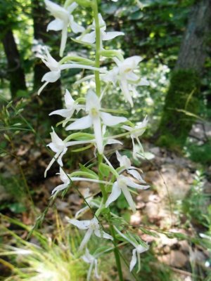Platanthera bifolia
