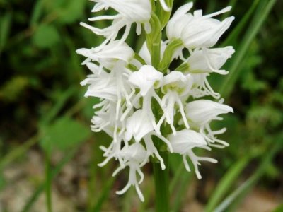 Wild orchids: albiflora