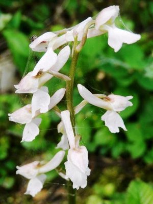 Orchis mascula ssp. albiflora