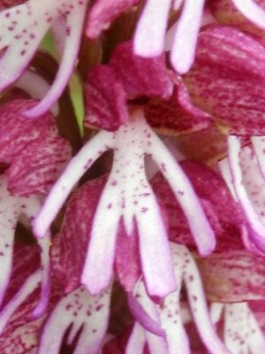 Wild orchids: Hybrids 1