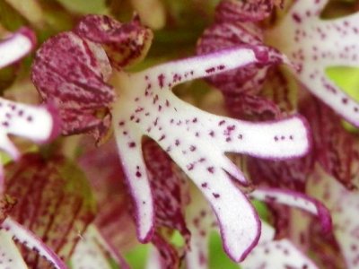 Wild orchids: Hybrids 1