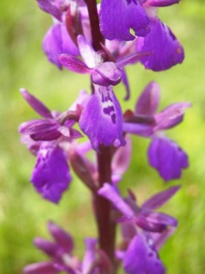 Anacampt. laxiflora x Anacampt. morio (Orchis xalata)