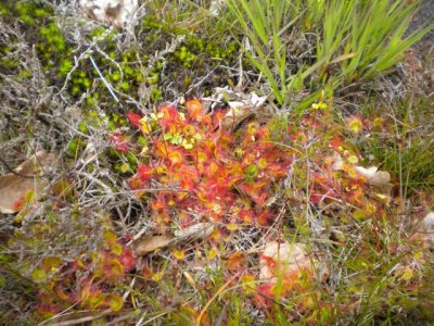 Round-leaved sundew, Rossolis  feuilles rondes, Ronde zonnedauw