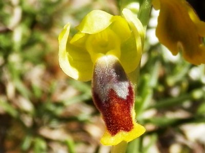 Ophrys lutea