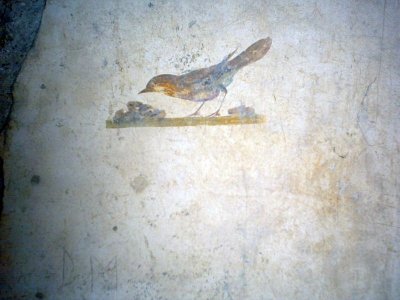 Oplontis