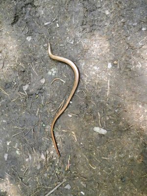 Hazelworm