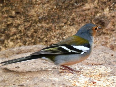 Madeira Chaffinch