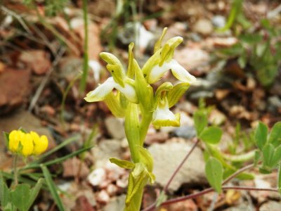 Green-yellow Orchis collina