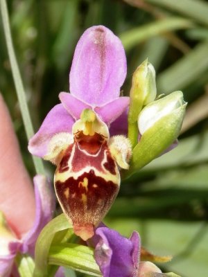 Ophrys heldreichii