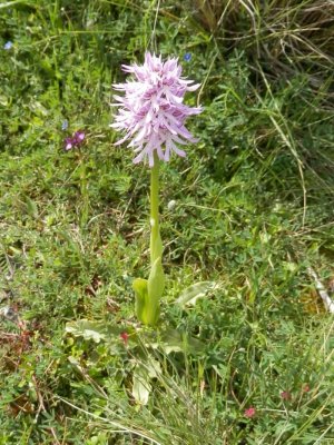 Orchis simia (?)