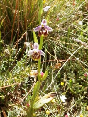 Ophrys episcopalis