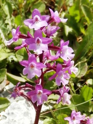 Orchis quadripunctata