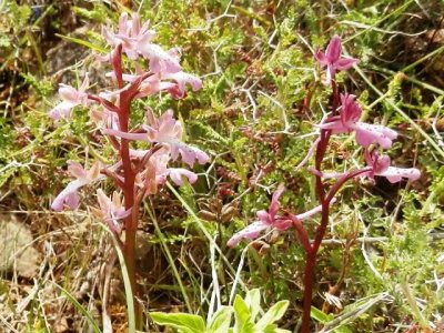 Orchis sitiaca