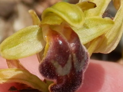 Ophrys creberrima