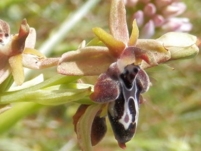 Ophrys cretica