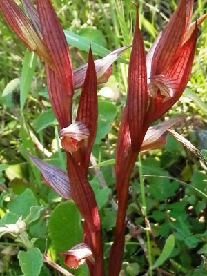 Serapias bergonii