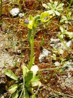 Ophrys phryganae