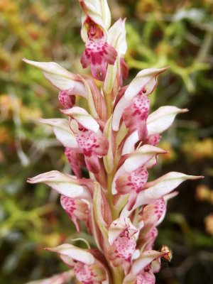 Orchis fragrans - Orchis coriophora