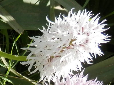 Orchis italica ssp. albiflora