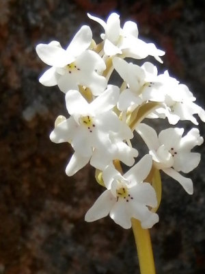 Orchis quadripunctata ssp. albiflora