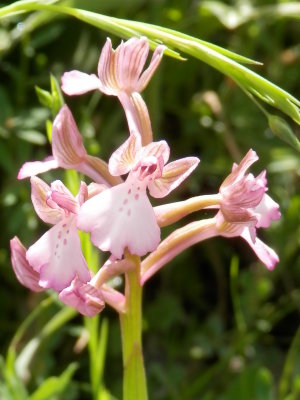 Pink Orchis boryi