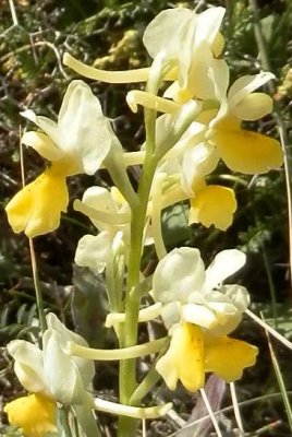 Orchis pauciflora