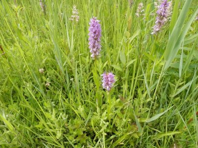 Dactylorhiza praetermissa