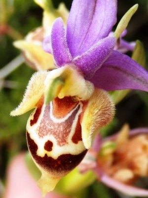 Ophrys heldreichii