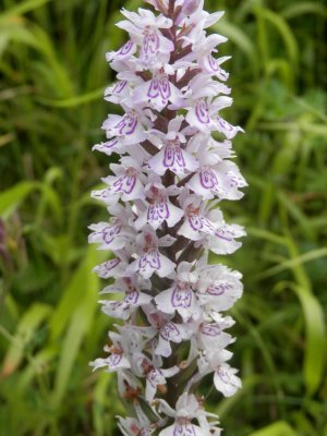 Dactylorhiza fuchsii