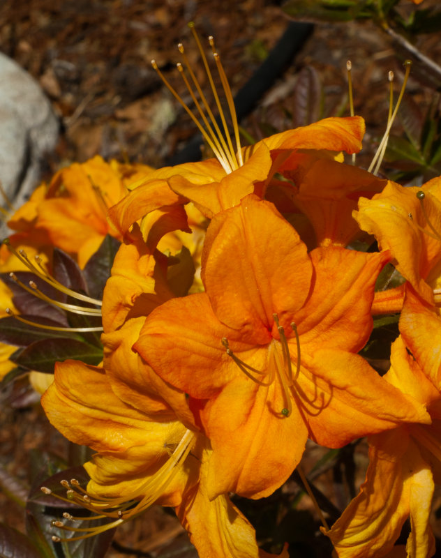 Spruce Reach May 2013-3.JPG