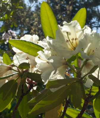 Spruce Reach May 2013-11.JPG