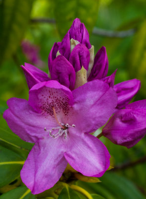 Spruce Reach May 2013-13.JPG