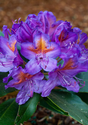 Spruce Reach May 2013-14.JPG
