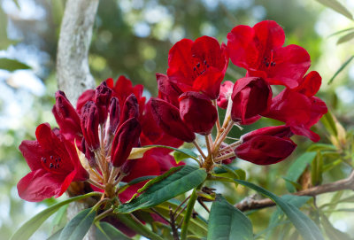Spruce Reach May 2013-15.JPG