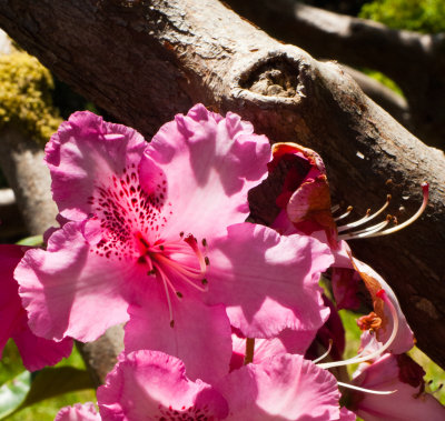 Spruce Reach May 2013-16.JPG
