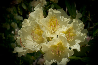 Spruce Reach May 2013-17.JPG