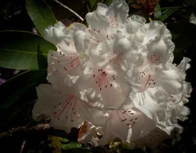 Spruce Reach May 2013-18.JPG