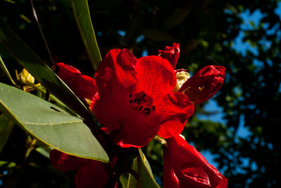 Spruce Reach May 2013-2.JPG