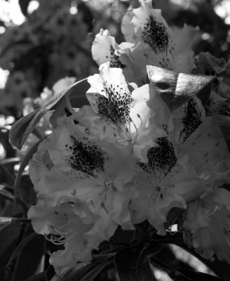 Spruce Reach May 2013-7.JPG