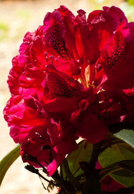 Spruce Reach May 2013-9.JPG