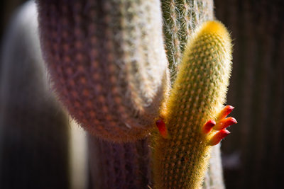 Prickly Subject