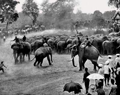 1913 - Traditional royal herding and corraling of wild elephants