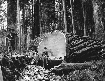 c. 1915 - Lumberjacks in the redwood forest